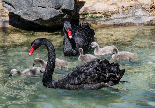Things to Do in Bassendean, Western Australia